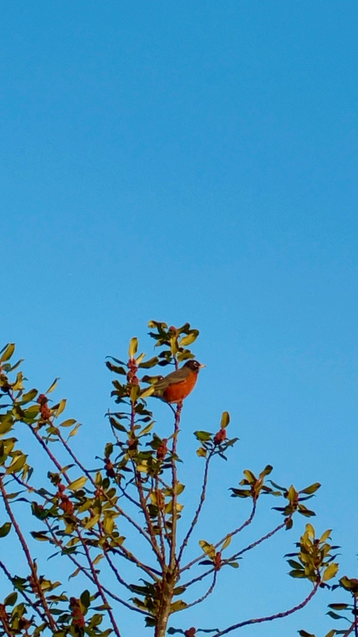 A bird perched among the branches